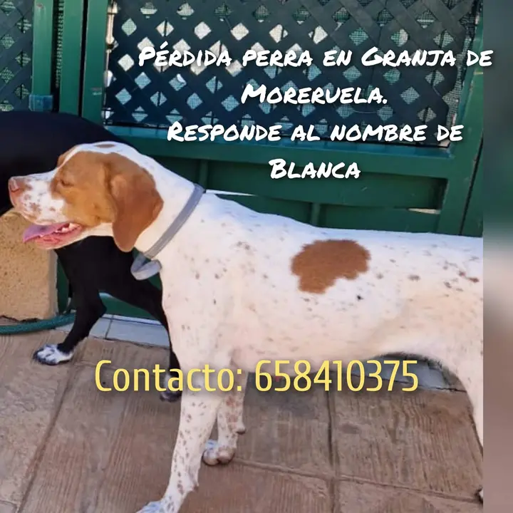 perra perdida en Granja de Moreruela