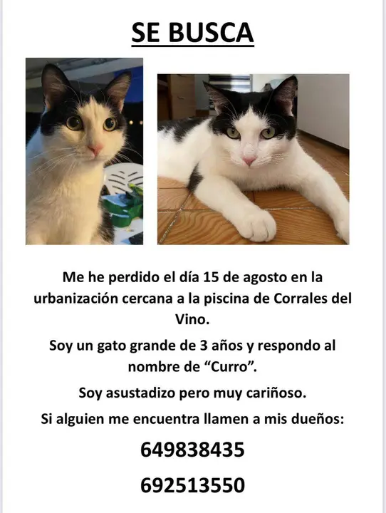 Gato perdido
