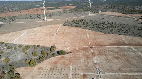 Plantación trufera recién instalada en el municipio de Layna