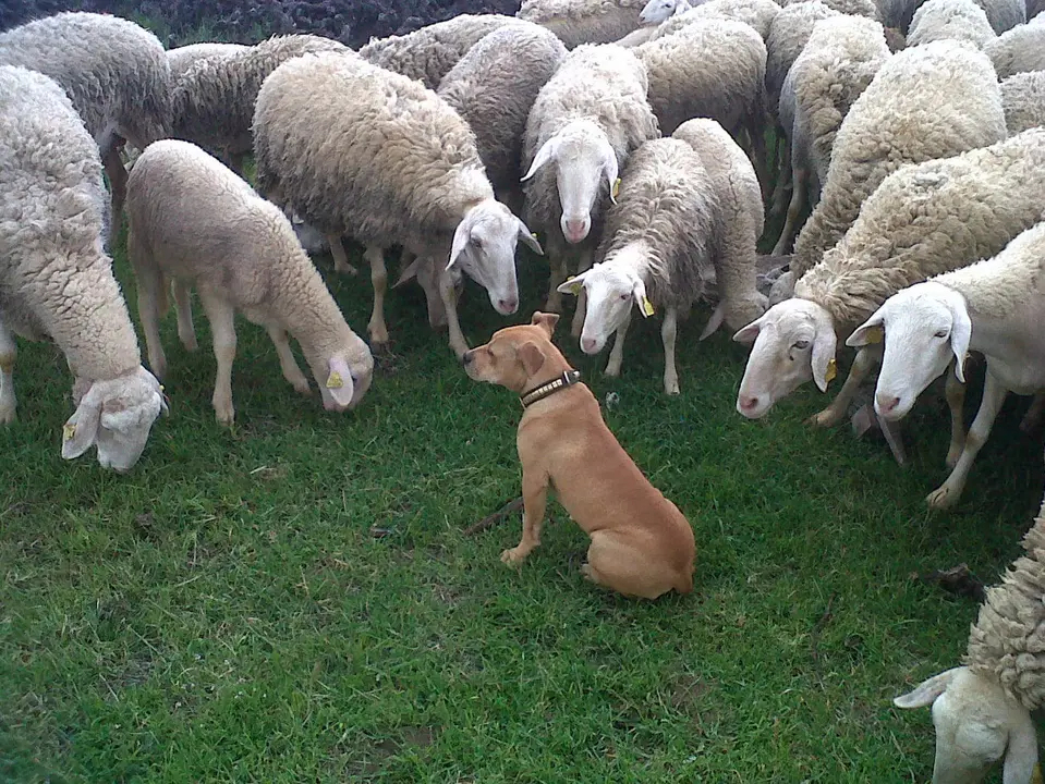 Ovejas curiosas