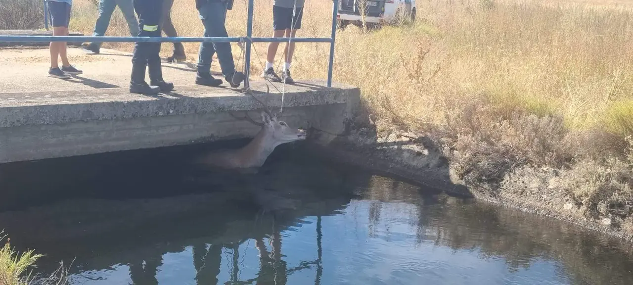 RESCATE CIERVO