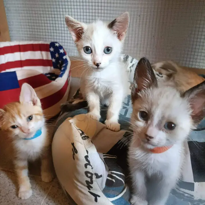 Los gatos mejoran gracias a Animales Abandonados en Toro-Voluntariado