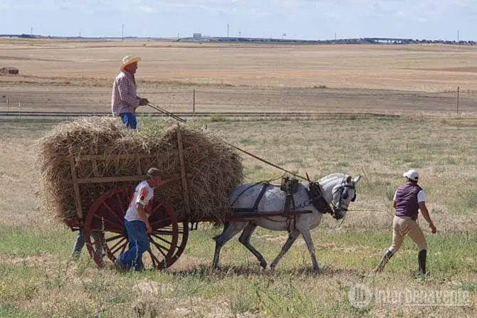 Un recuerdo a la cosecha de antaño en Castrogonzalo vía Interbenavente.es