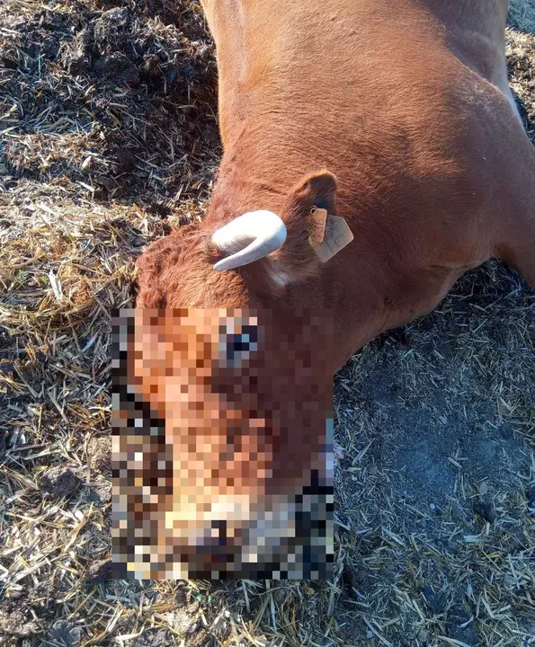 Res afectada por la Enfermedad Hemorrágica Epizoótica en la zona de Ledesma. Fotografía: CEDIDA