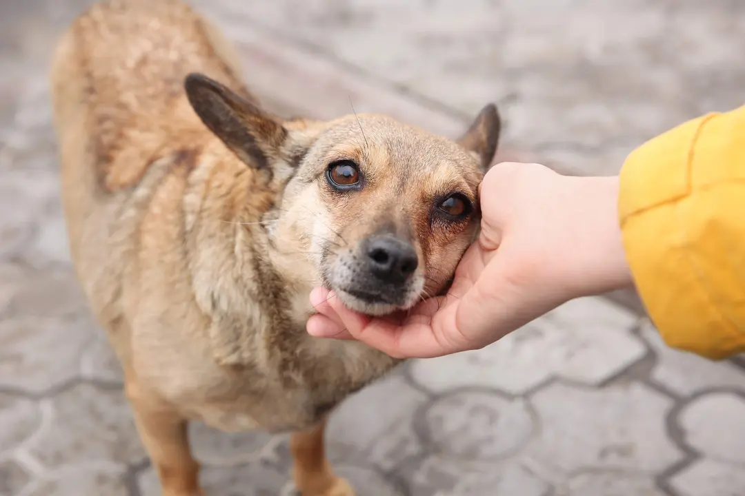 Perro