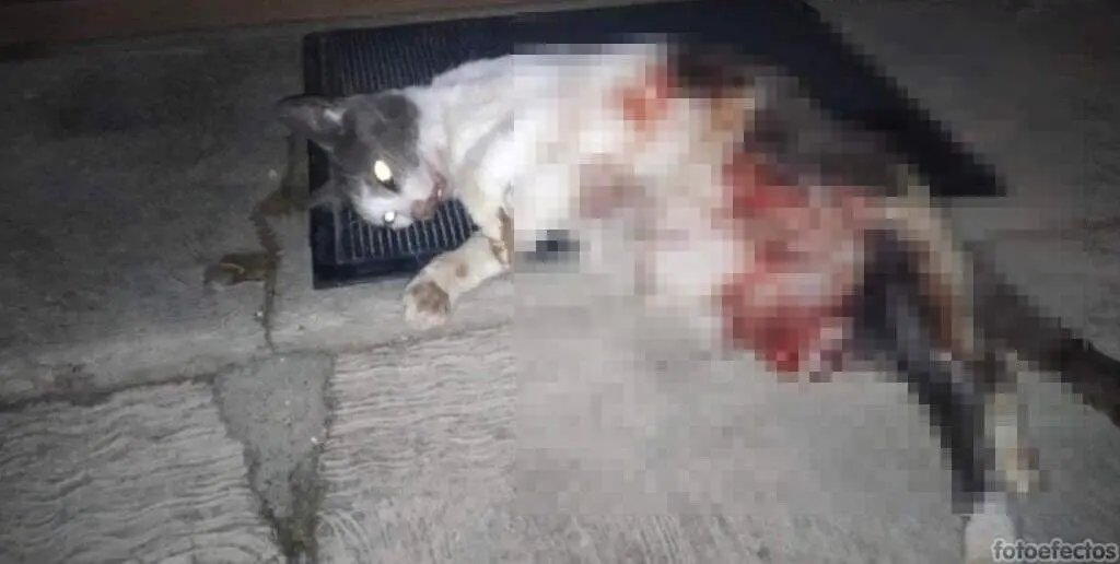 Masacre felina.jpeg1