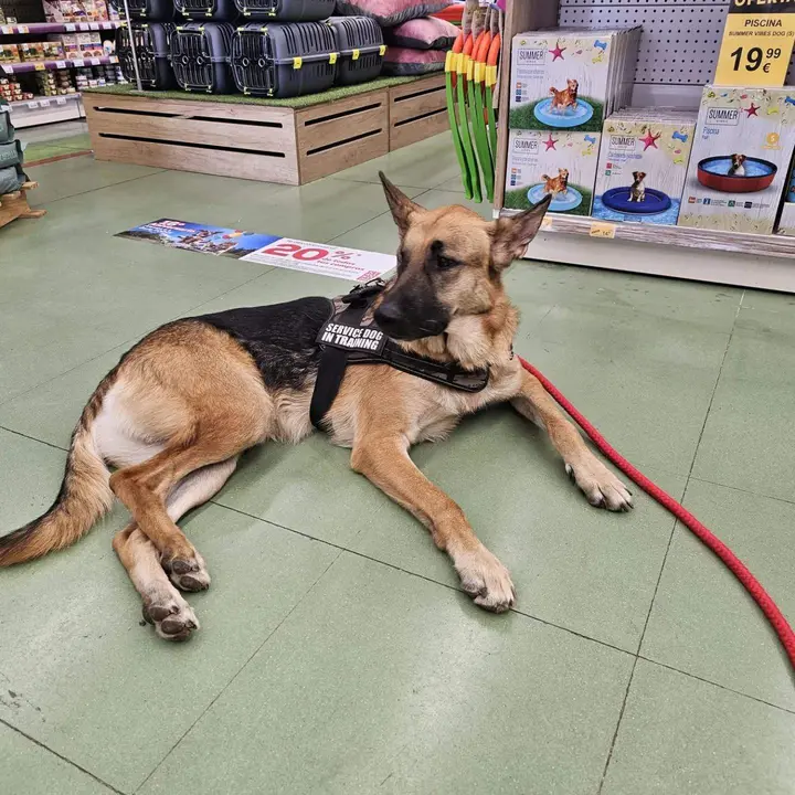Perrito durante la colecta vía Animales Abandonados Toro-Voluntariado