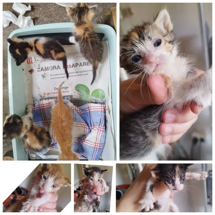 Cachorros de gato abandonados en un contenedor en El Pego
