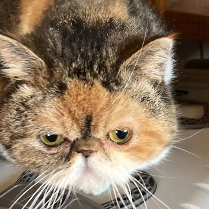Espe, la gata en acasa de acogida desaparecida. Fotografía: Animales Abandonados Toro
