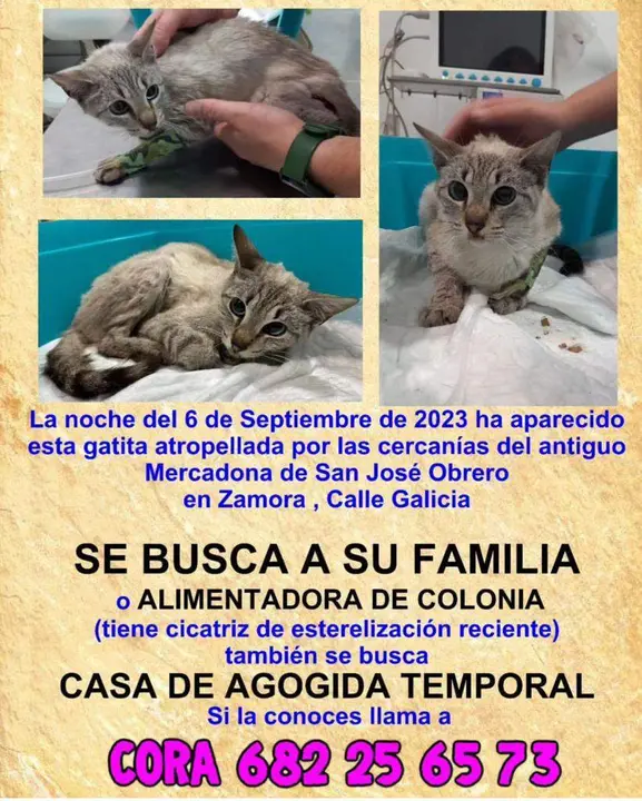 Cora, la gata atropellada en San José Obrero que busca regresar con su familia o colonia felina