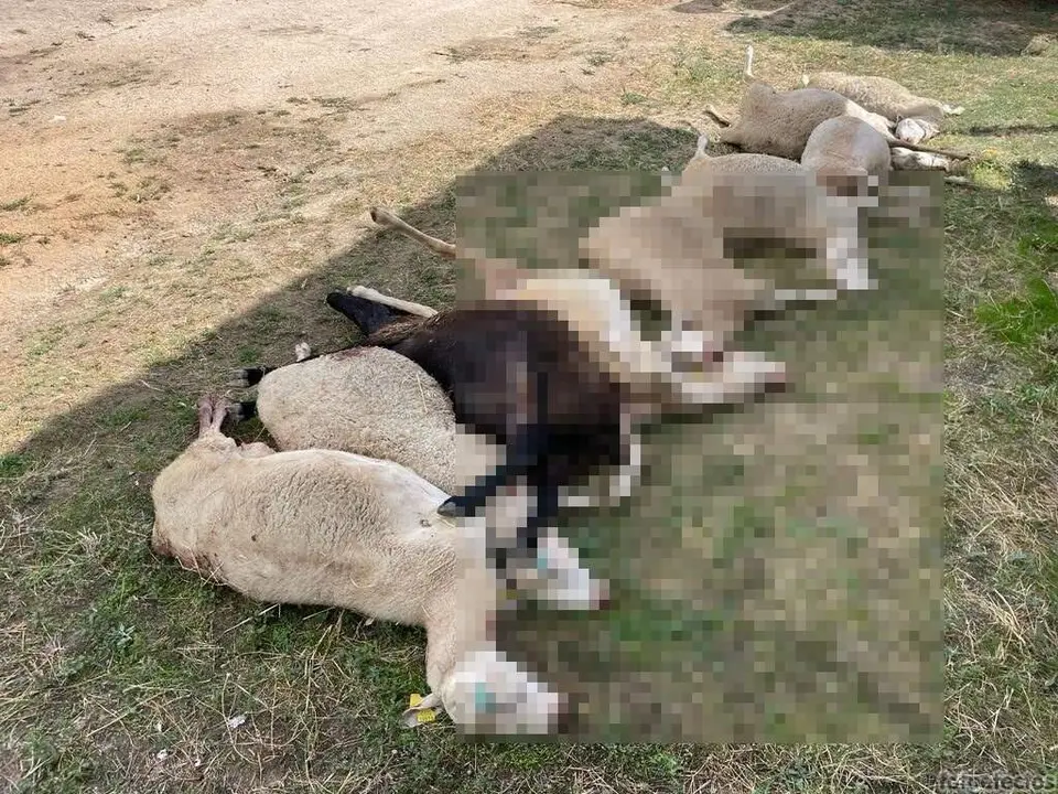 ovejas muertas por el ataque del lobo