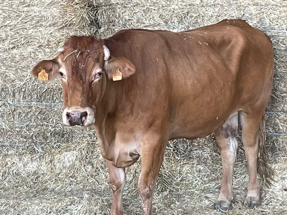 Vaca afectada por la EHE en una explotación ganadera de Sayago. Fotografía: CEDIDA