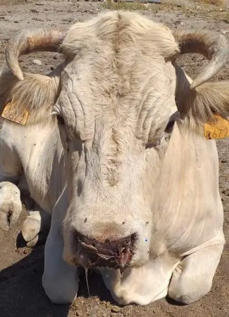 Vaca afectada por la EHE en una explotación ganadera de Sayago. Fotografía: CEDIDA