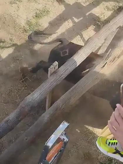 Toro de la Vega
