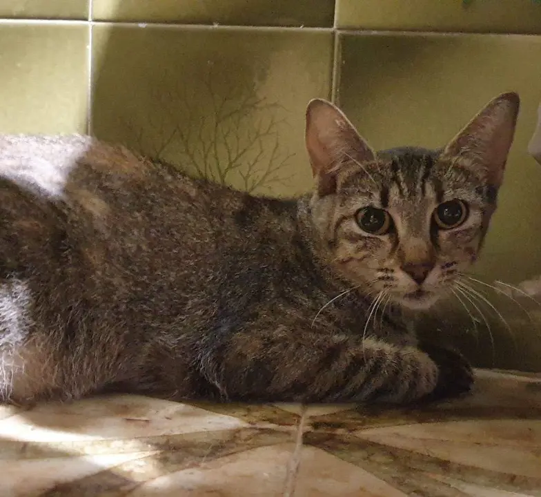 gata perdida en Zamora