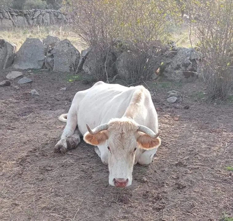 Algunas de las vacas afectadas por la EHE en una explotación ganadera de Piñuel. Fotografía: CEDIDA