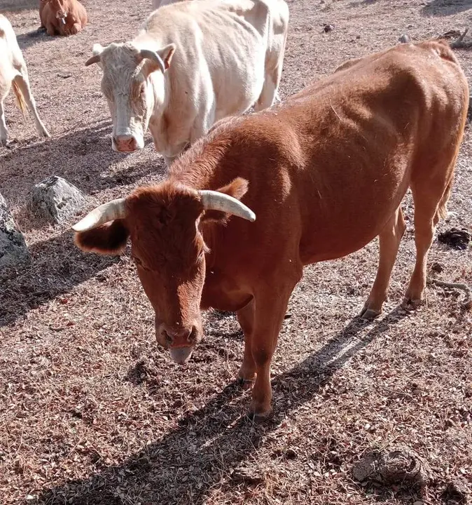 Algunas de las vacas afectadas por la EHE en una explotación ganadera de Piñuel. Fotografía: CEDIDA