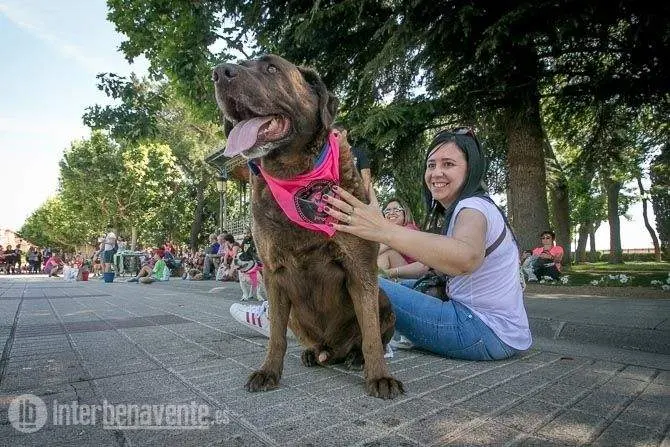 Concurso canino vía Interbenavente.es
