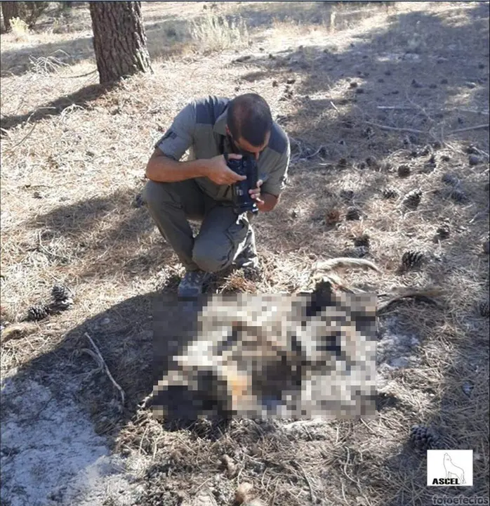 ASCEL denuncia el hallazgo de lobos muertos en Castilla y León