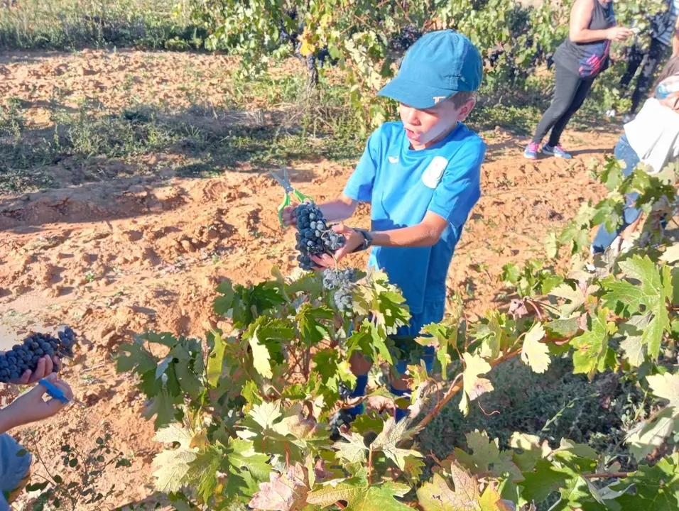 Vendimia vía Ayuntamiento de Moraleja del Vino