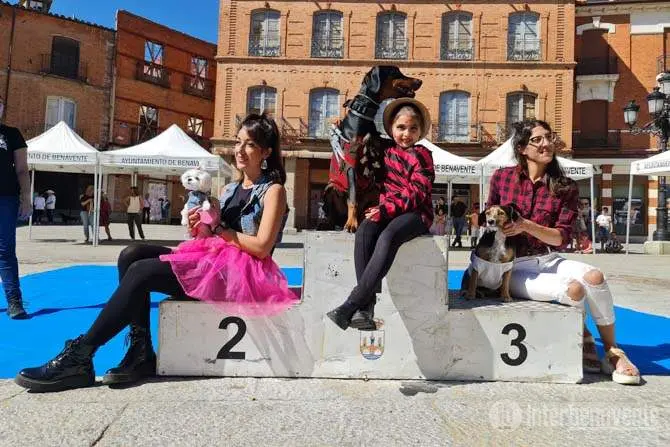 Concurso canino vía Interbenavente.es. Imagen de archivo