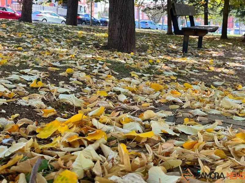 Otoño en Zamora