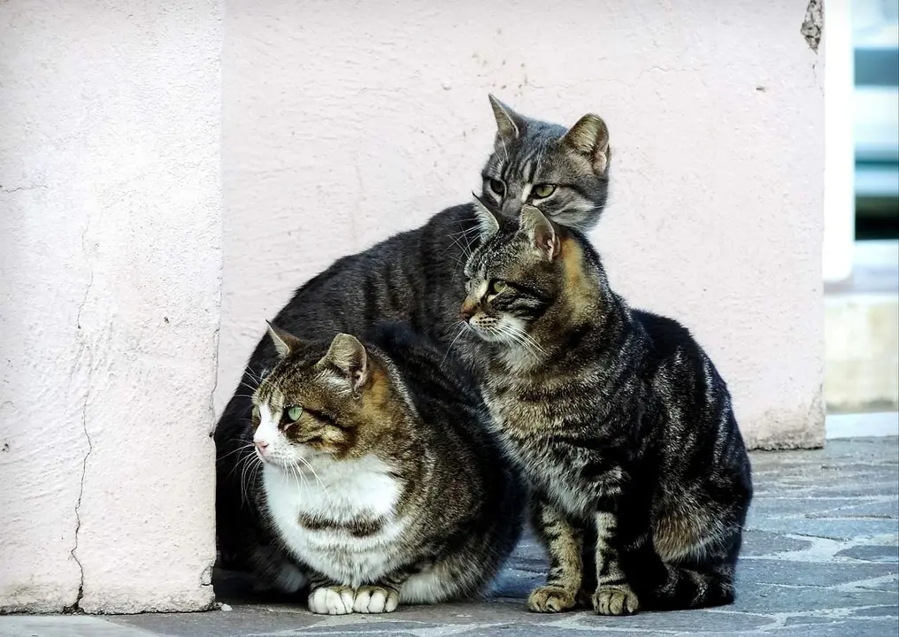 Colonia de gatos