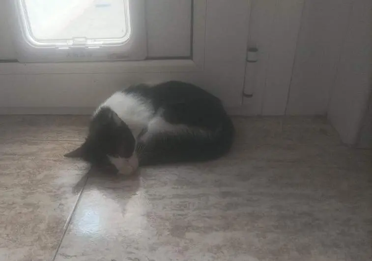 Dayla, gata perdida en la zona de La Candelaria de Zamora