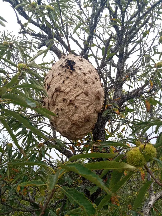 Nido de avispa asiática