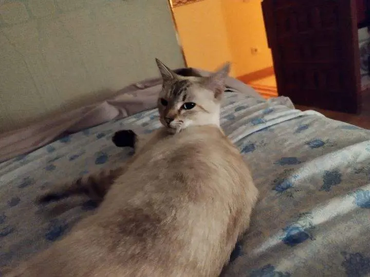 "Gatica" perdida en la zona de La Alberca de Zamora