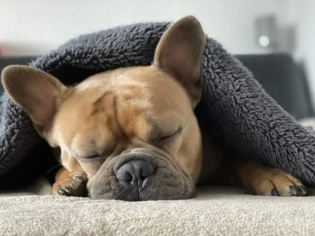 Perro con manta