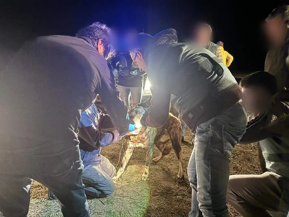 Identificación de los perros en Roales (2)