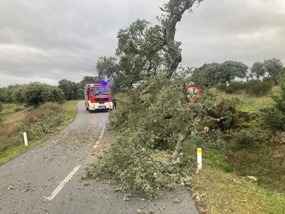 Los Bomberos de Bermillo retiran una encina en la carretera entre Pinilla y Fornillos de Fermoselle por el temporal_2
