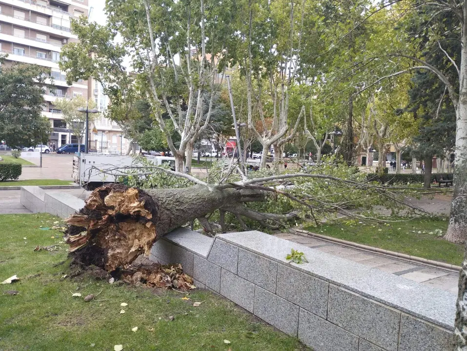 Caída árbol en La Marina (3)