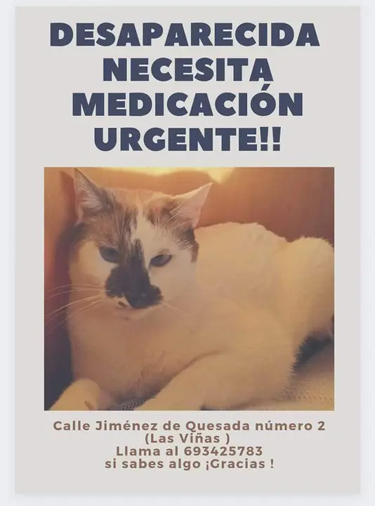 Gata perdida en la zona de Las Viñas