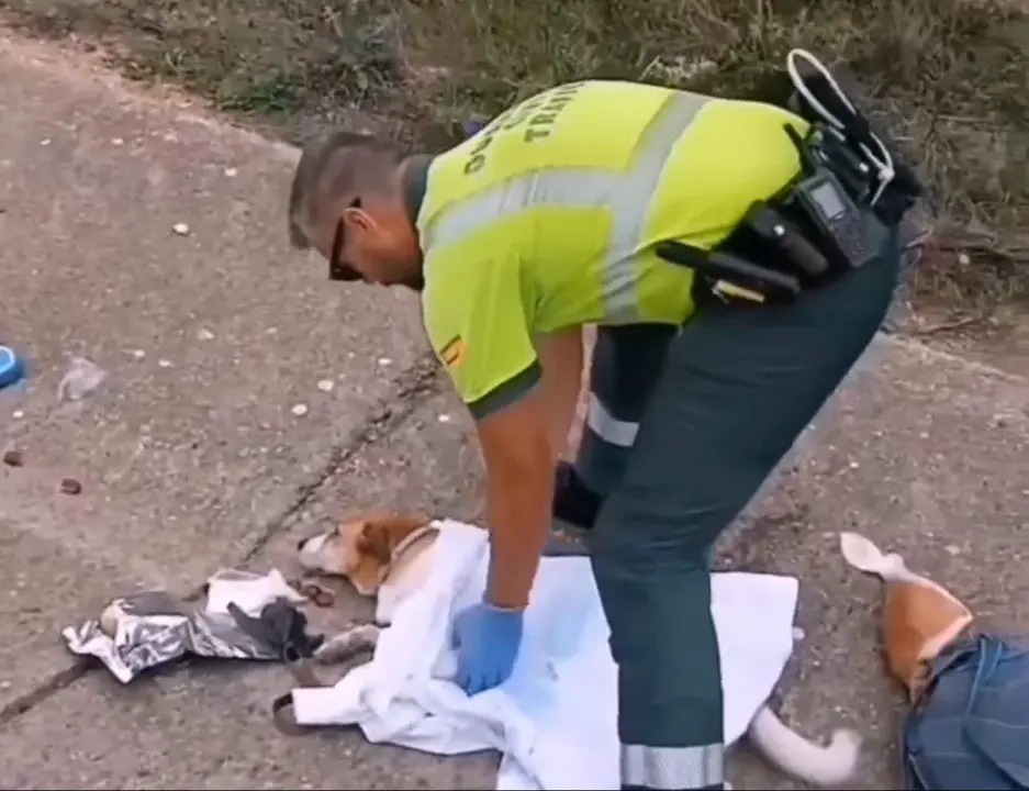 Un Guardia Civil de Zamora auxilia a un perro tras un accidente de tráfico