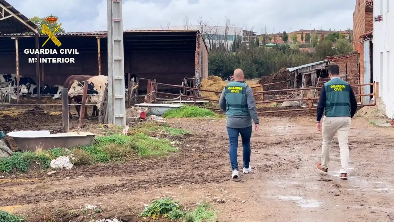 La Guardia Civil investiga unas ganaderías