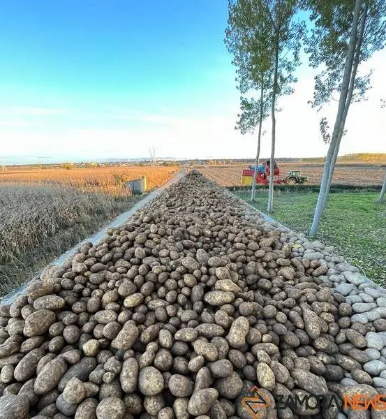 Prodeleco. Empresa de patatas 