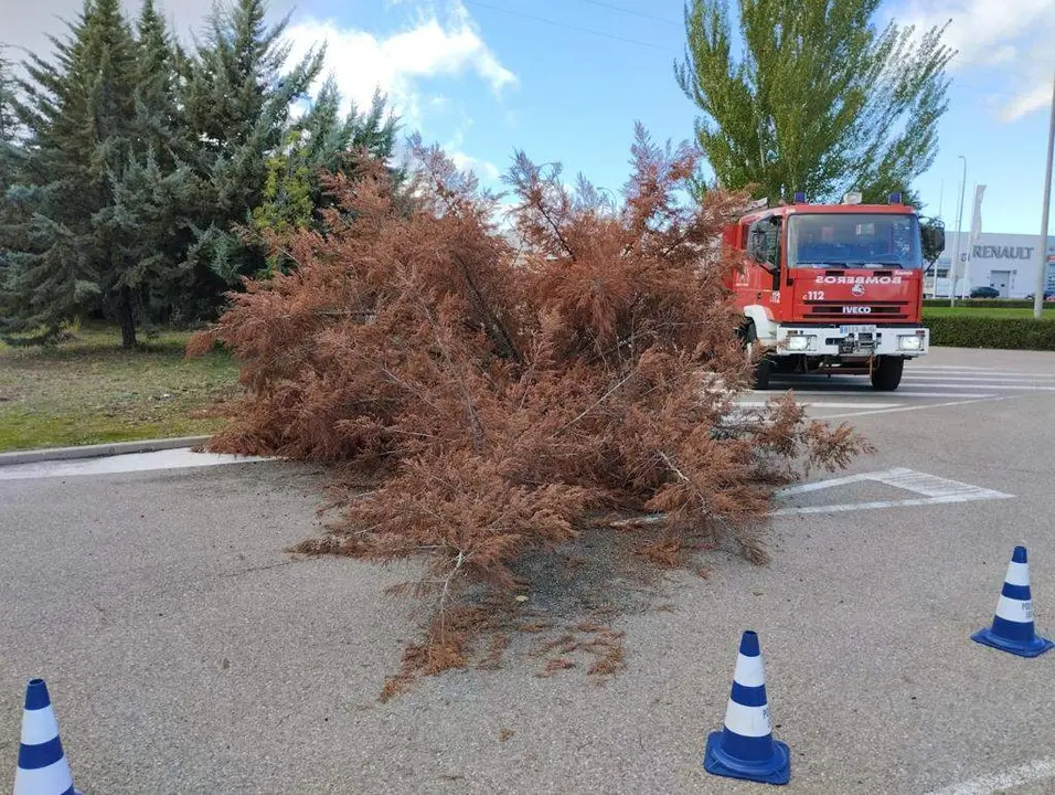 los bomberos quitando ramas por el viento