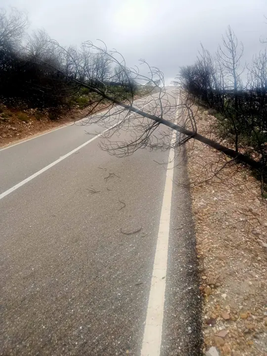 Caída árboles en las carreteras de Zamora por el temporal (2)