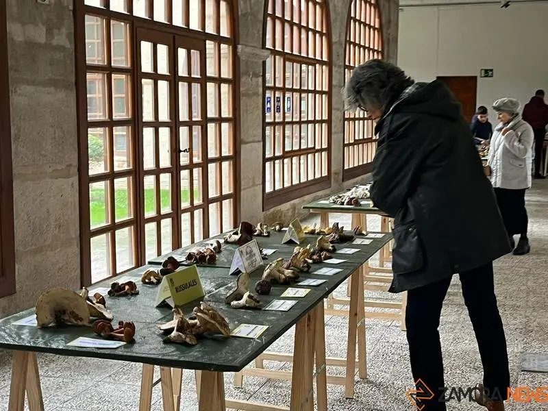 Exposición Micológica (12)
