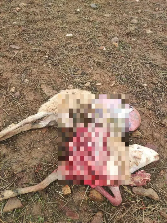 Oveja atacado por un lobo (imagen de coag)