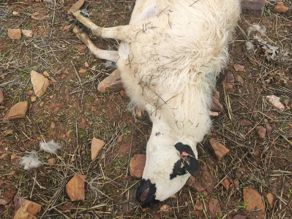 Lobada, oveja muerta