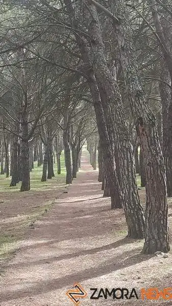 Bosque en Zamora