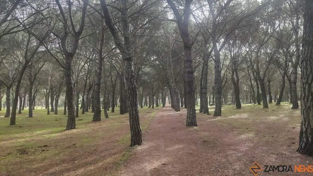 bosque _2