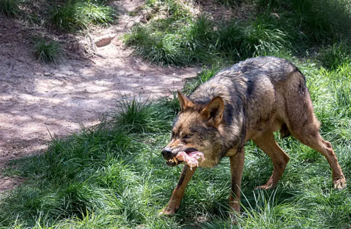 Lobo