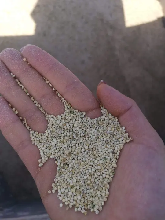 quinoa