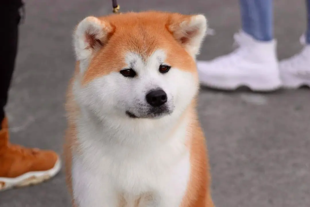 Un perro en el concurso canino de Benavente