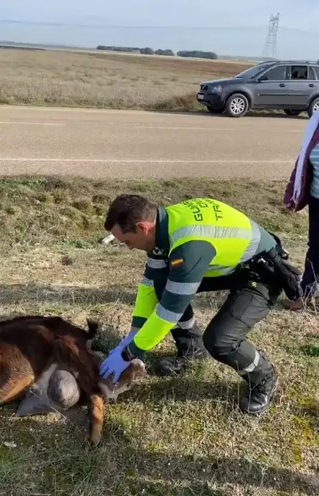 Agentes de la Agrupación de Tráfico de la Guardia Civil han asistido este domingo en el parto de una cabra