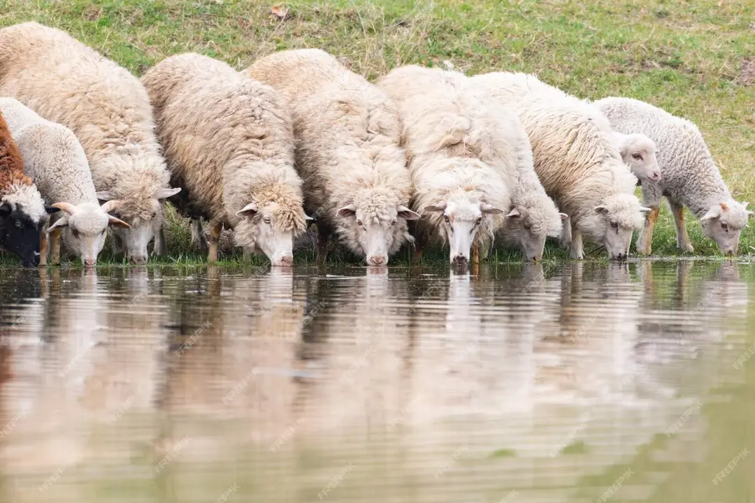 Ovejas bebiendo en una balsa de agua. Fotografía de archivo